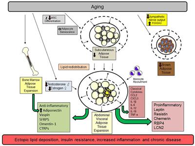 The Impact of Aging on Adipose Function and Adipokine Synthesis